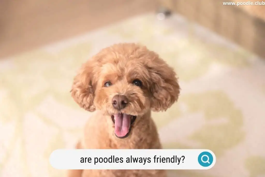 are Poodles always friendly