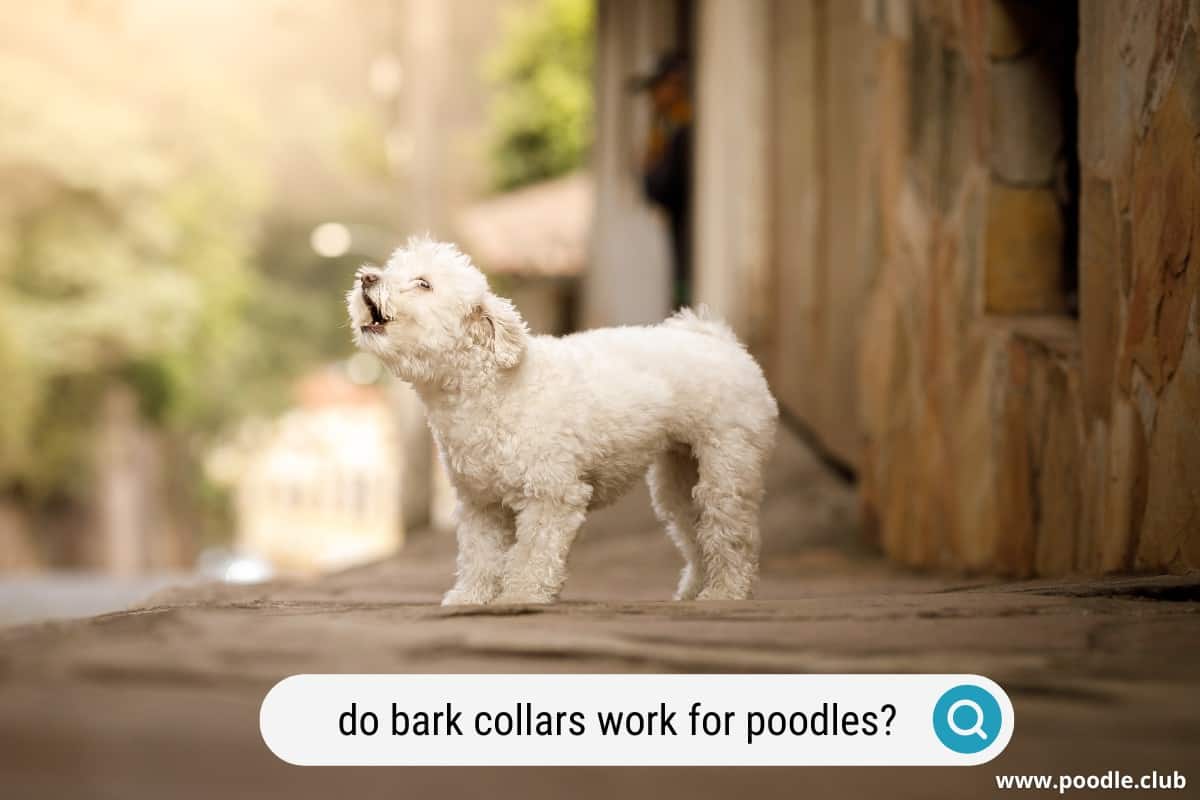 do bark collars work for poodles