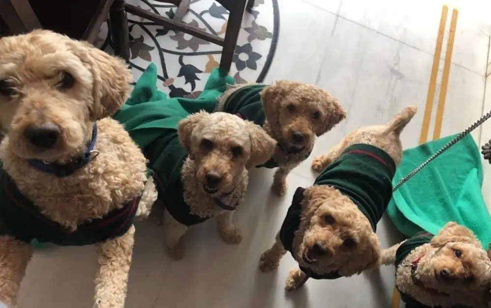 beautiful Poodles in green shirts