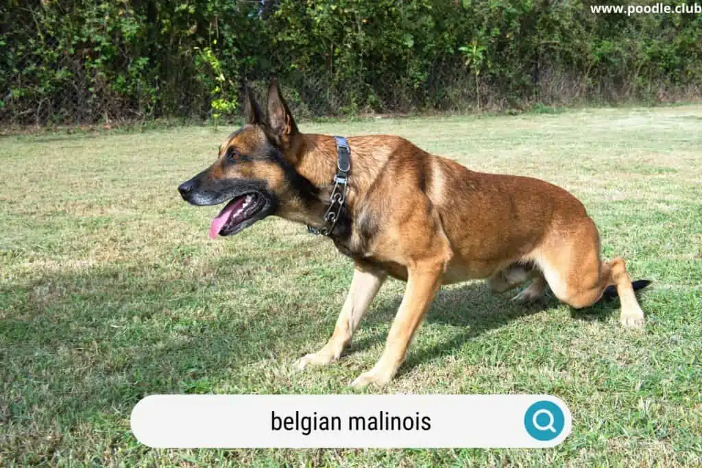 belgian malinois rescue dog