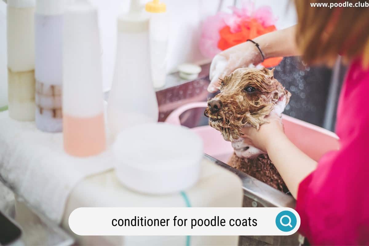 a poodle being conditioned grooming