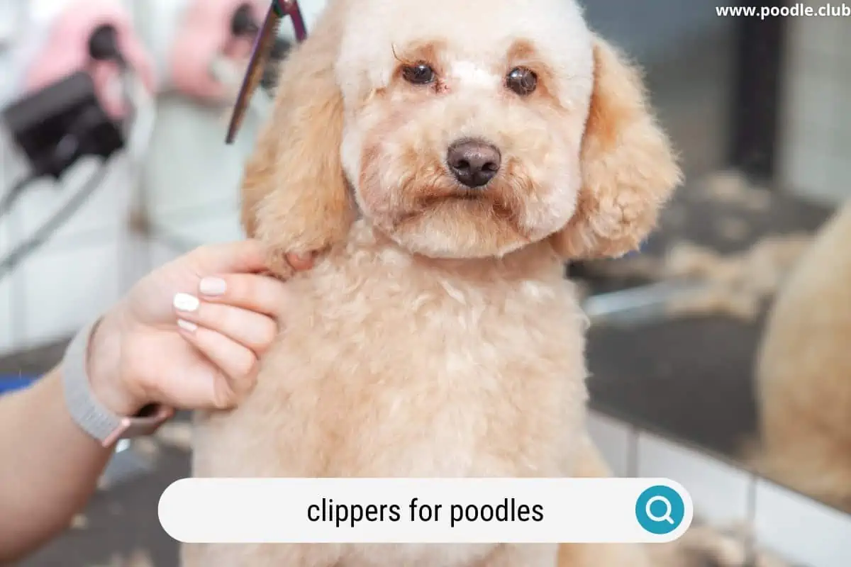 choosing the best dog clippers for poodles