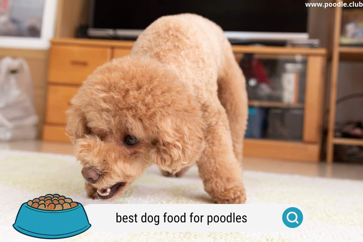 best dog food for poodles