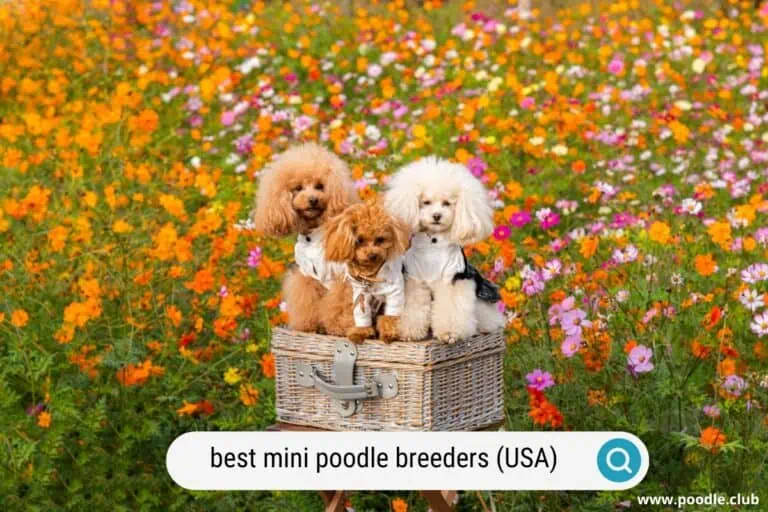 7 Best Mini Poodle Breeders USA ((2023))