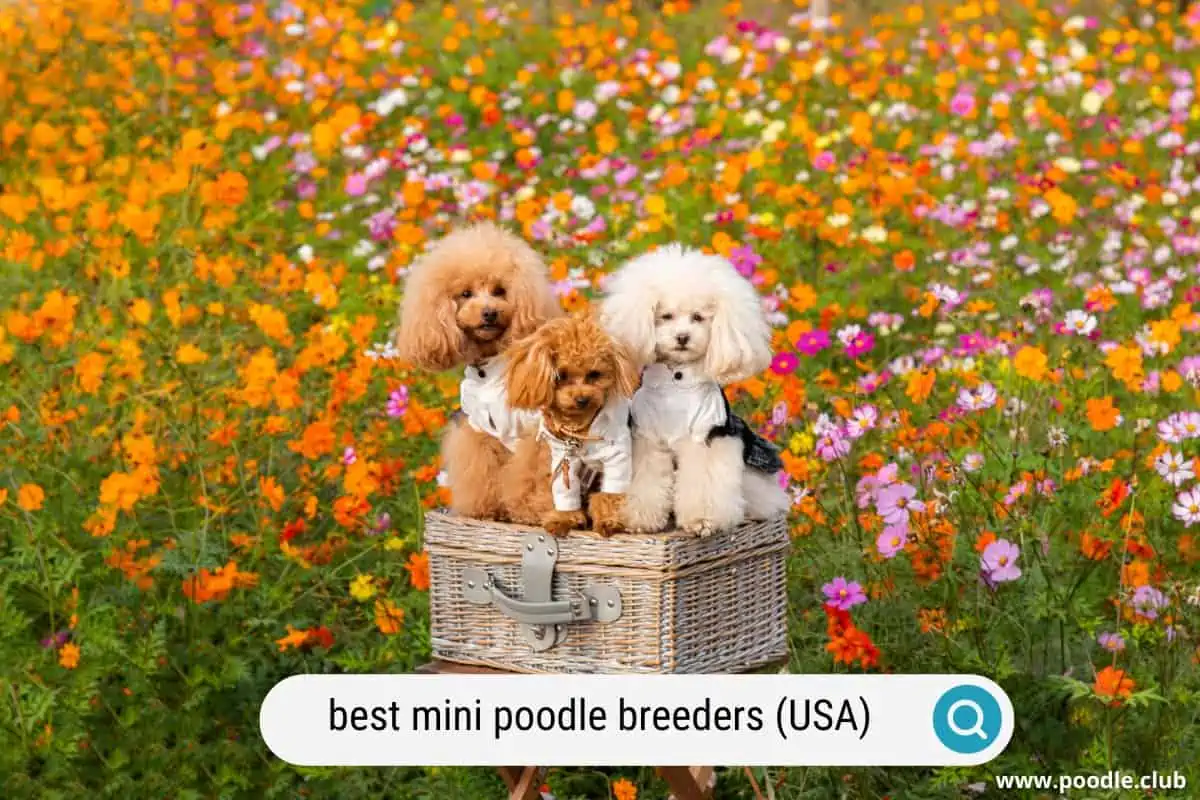 best mini poodle breeders