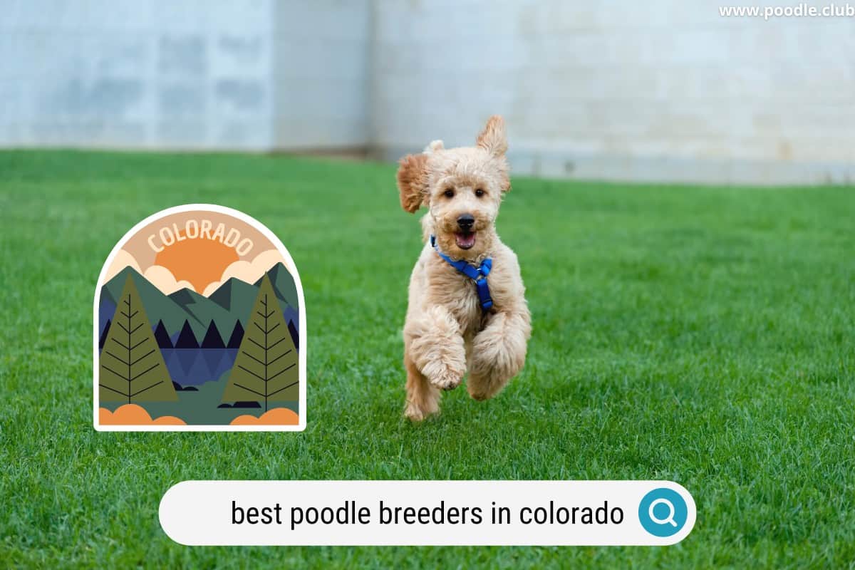 best poodle breeders in colorado