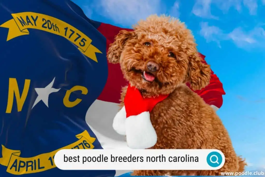 best poodle breeders in north carolina