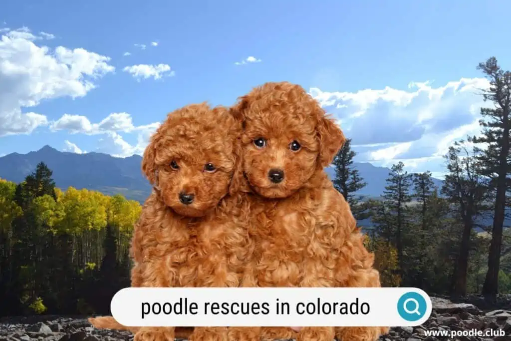 best poodle rescues in colorado