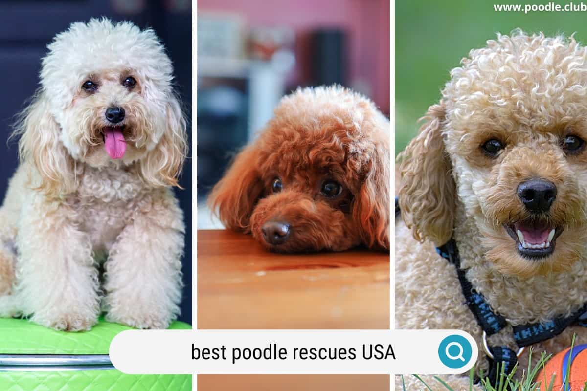 Best Poodle Rescues for Adoption USA (2024 Update) Poodle Club