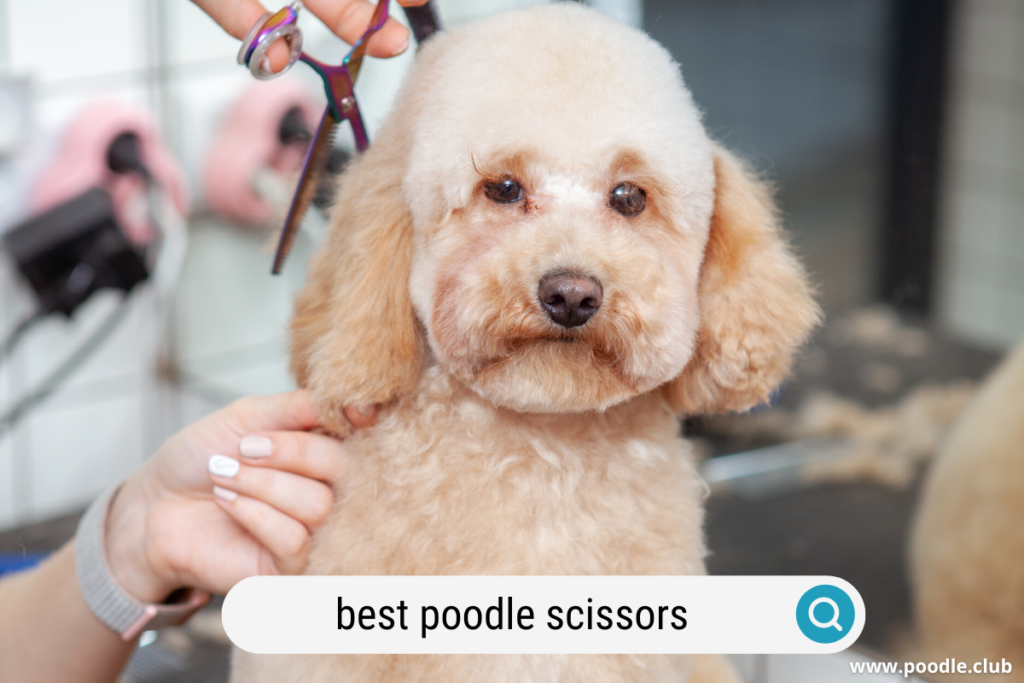 best poodle scissors