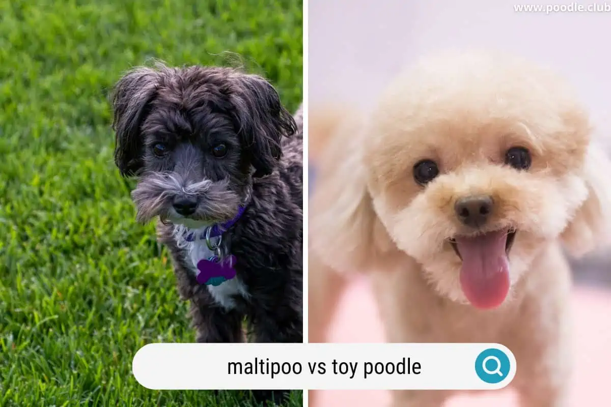 a black maltipoo next to a white or cream toy poodle puppy