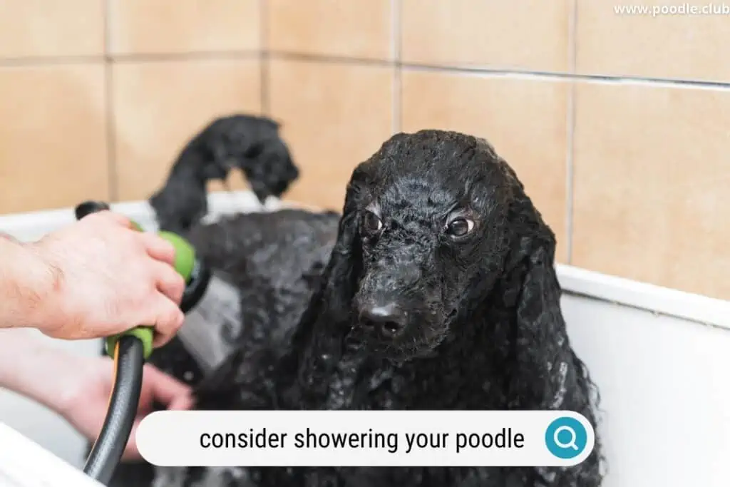 black poodle shower
