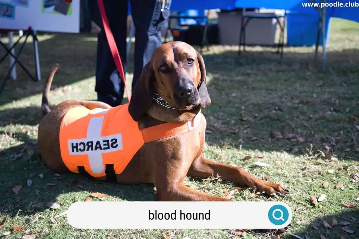 a blood hound search and rescue dog