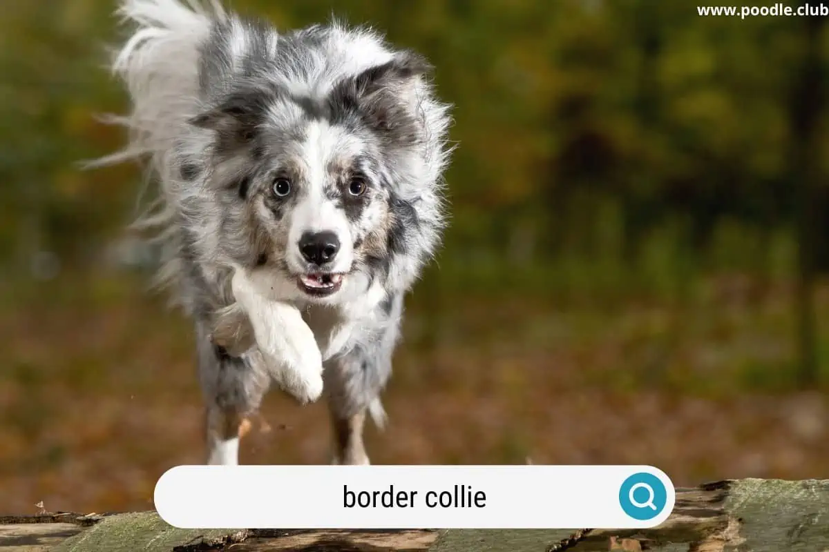 a running border collie with two different color eyes