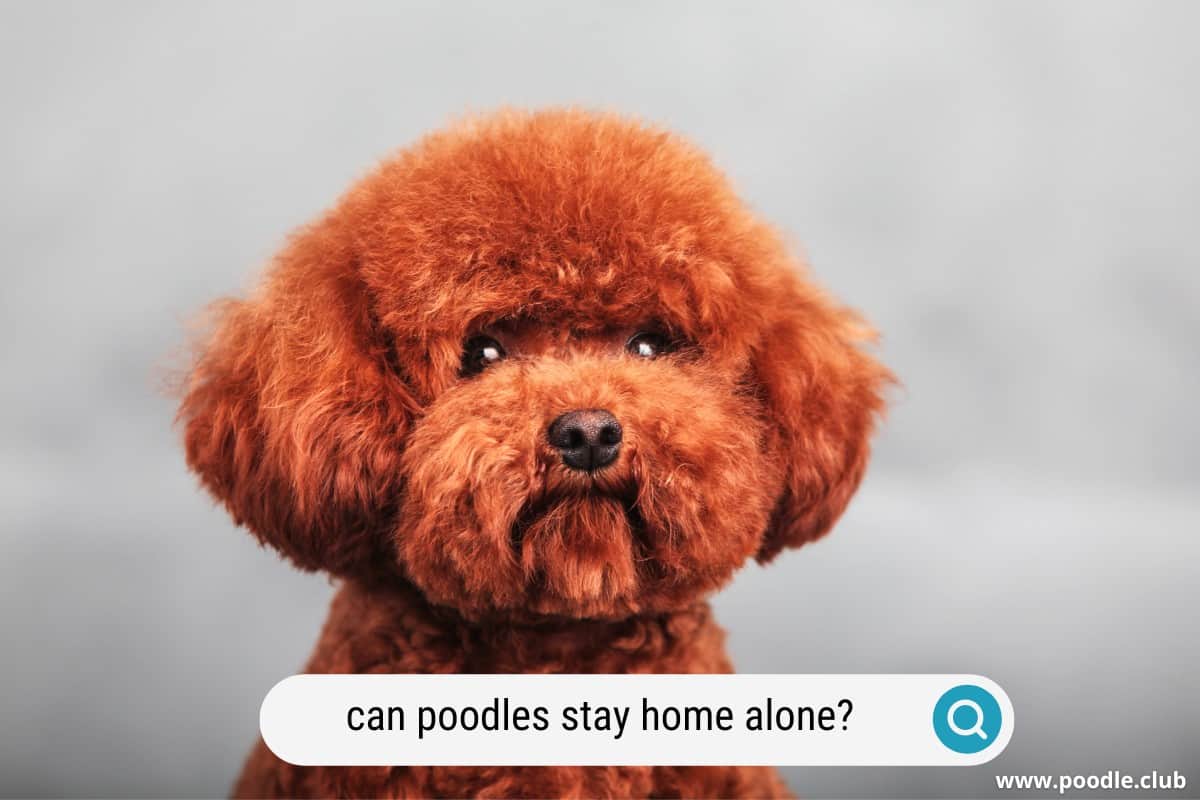 can poodles stay at home alone