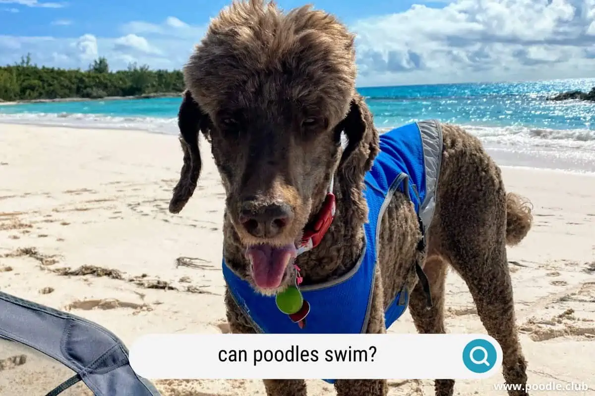 can poodles swim well