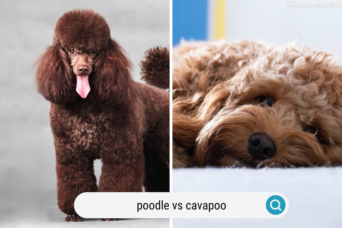comparing a cavapoo vs a poodle