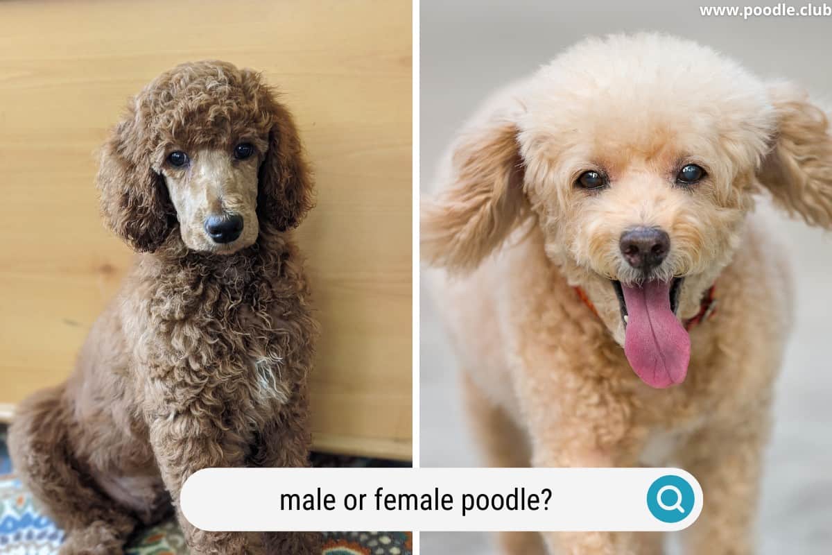 side by side of a male and female poodle