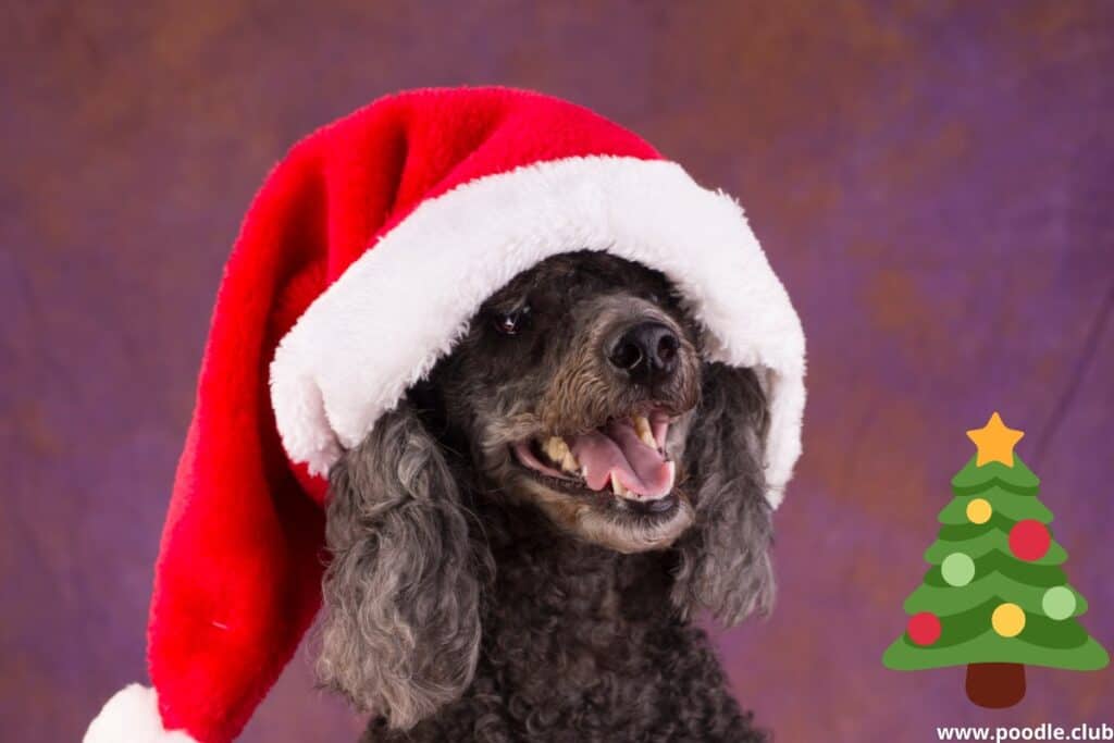 christmas poodle black