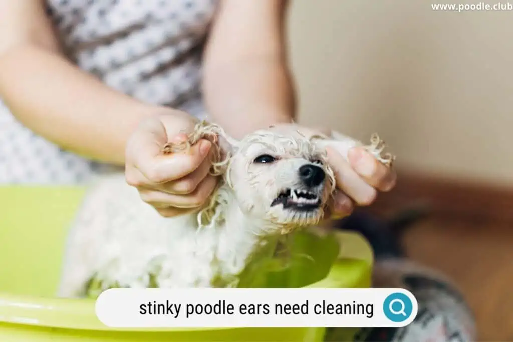 cleaning Poodle ears during bath