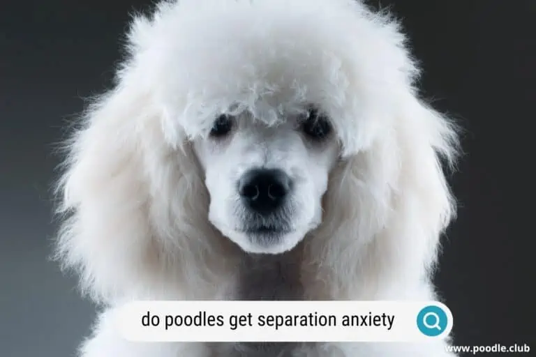 Do Poodles Get Separation Anxiety?