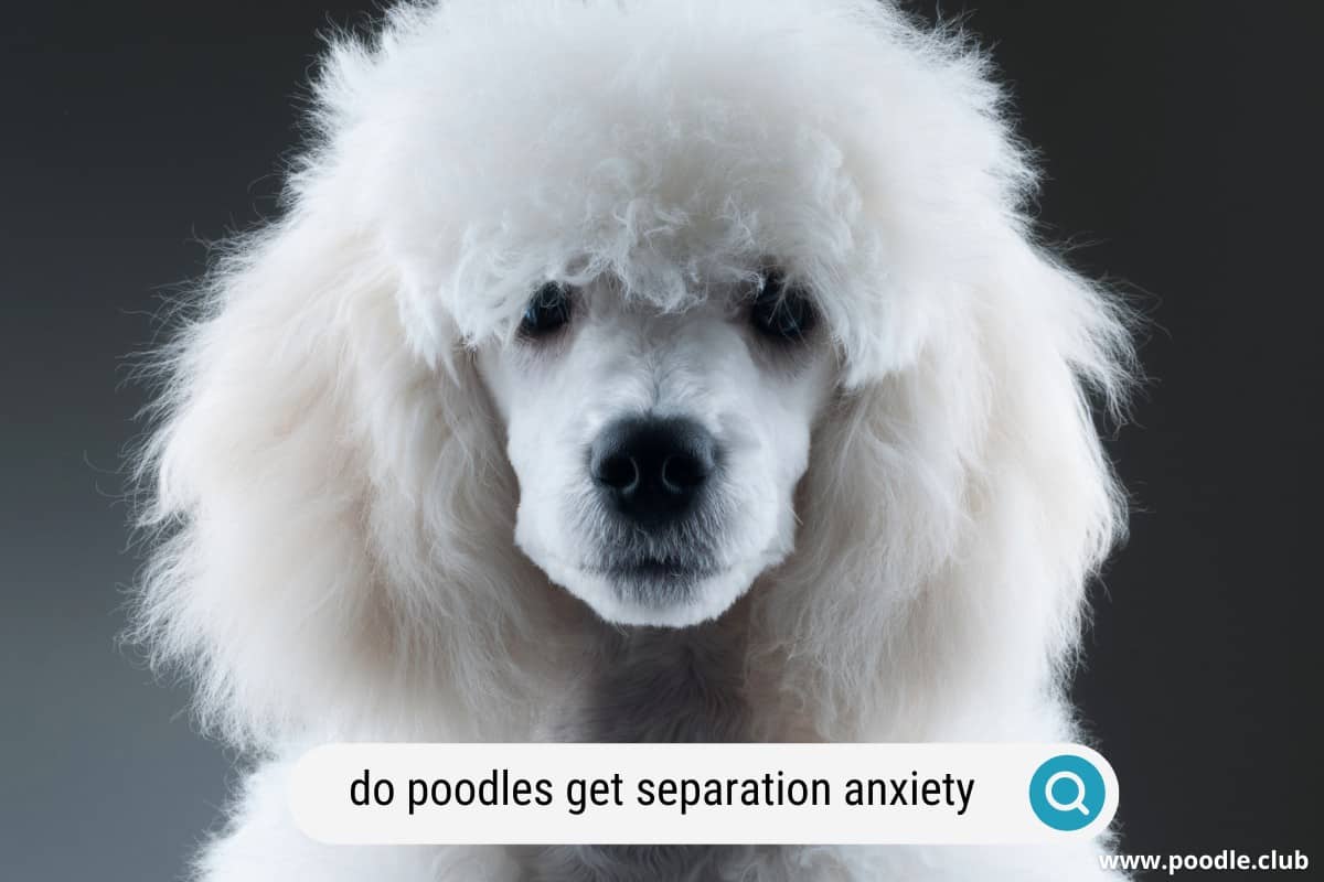 do poodles get separation anxiety
