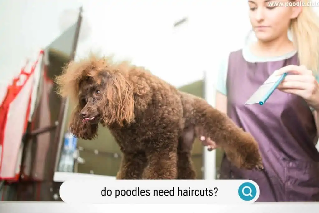 do poodles need haircurs
