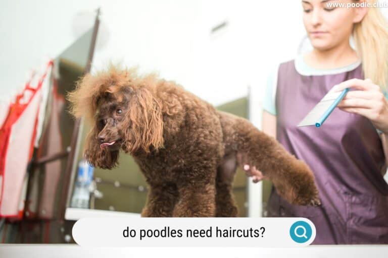 Do Poodles Need Haircuts? [The TRUTH]
