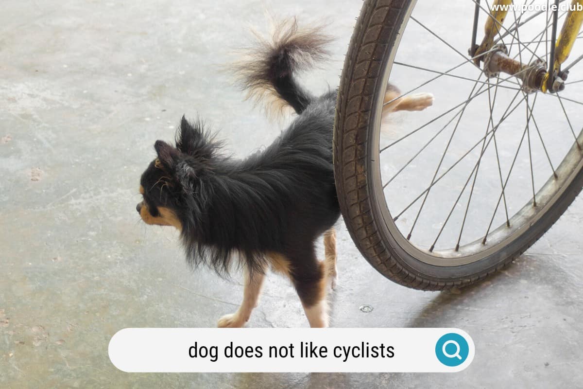 a small dog is peeing on a bicycle