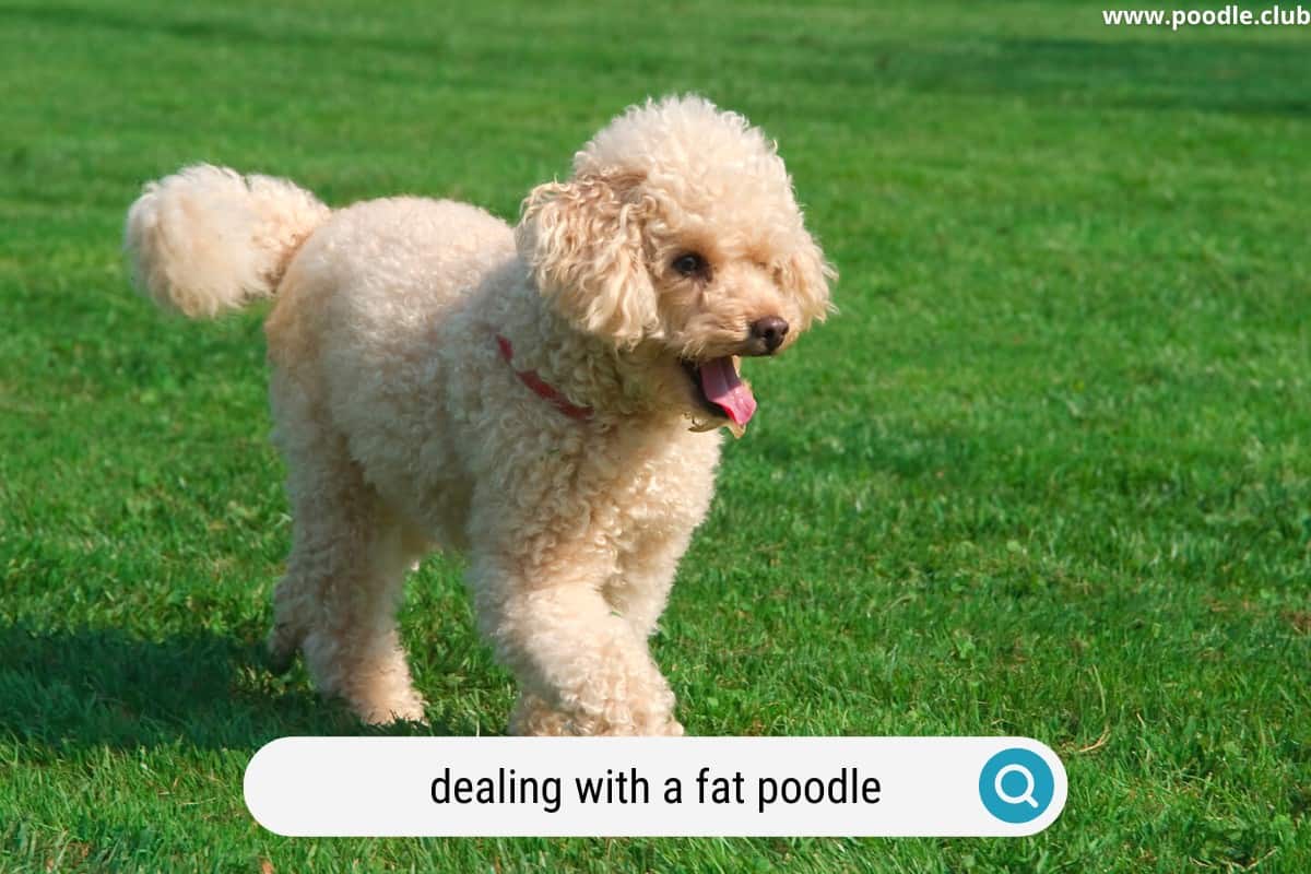 fat poodle outdoors overweight
