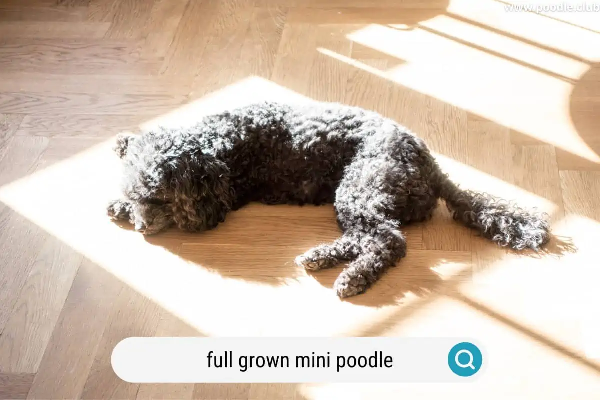 a sleeping full grown mini poodle