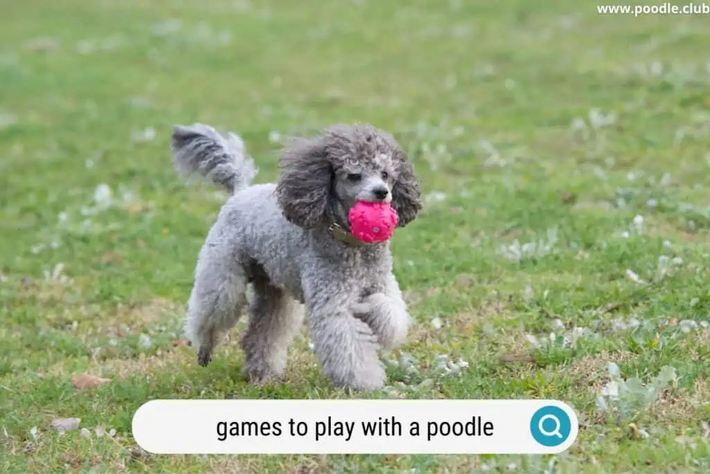 games to play with your poodle