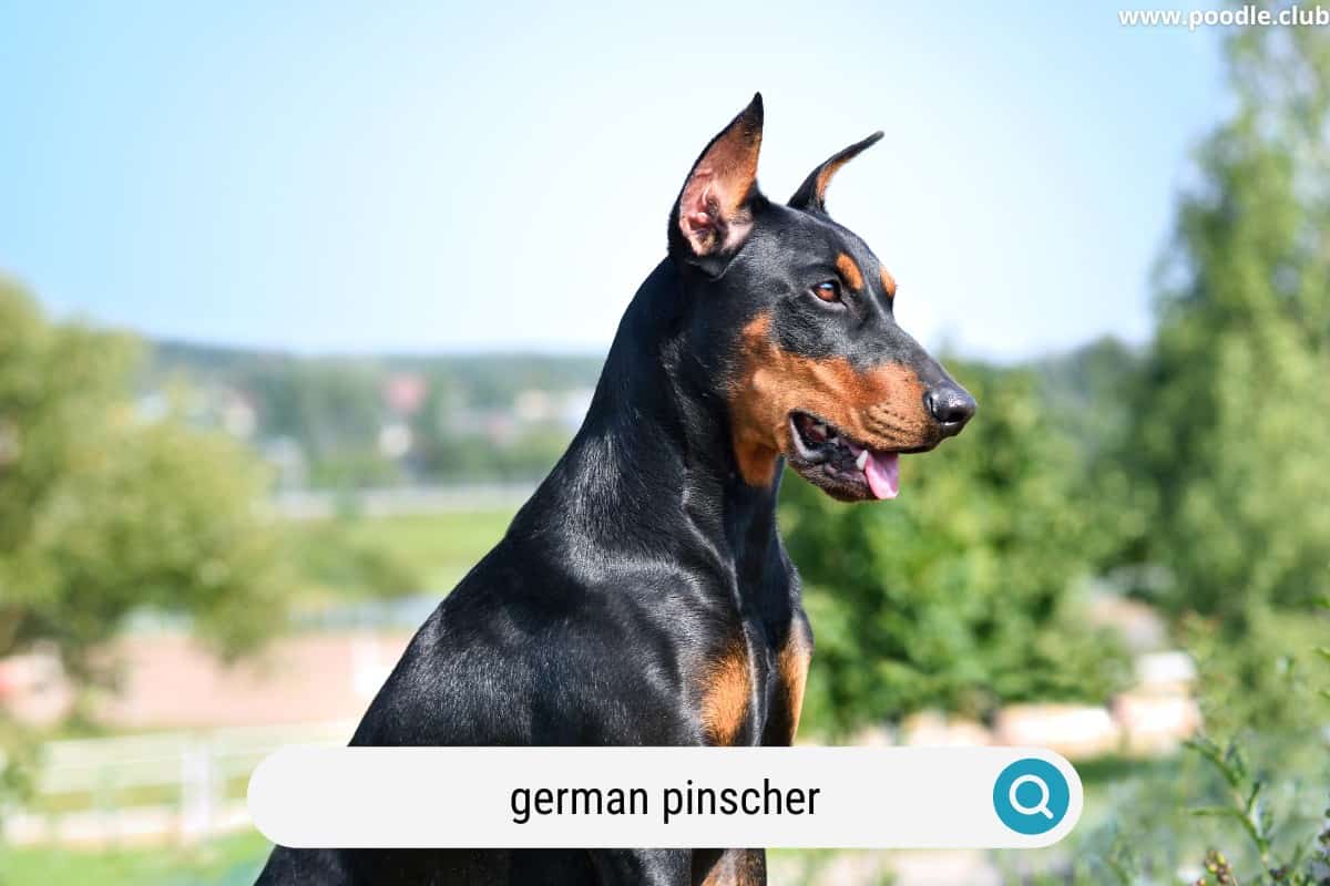 a healthy german pinscher