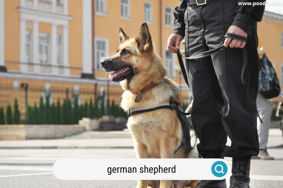 a proud german shepherd search and rescue dog