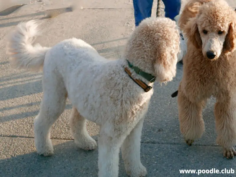 Goldendoodle and Standard Poodle