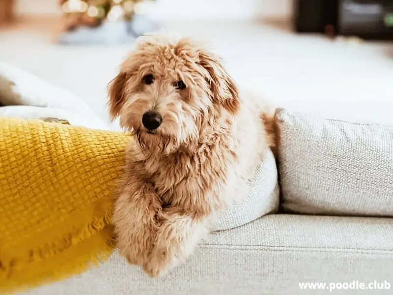 Goldendoodle on the couch