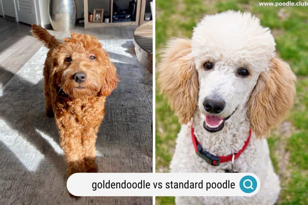 goldendoodle vs standard poodle puppy