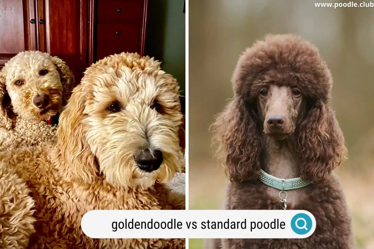 a goldendoodle next to a standard poodle