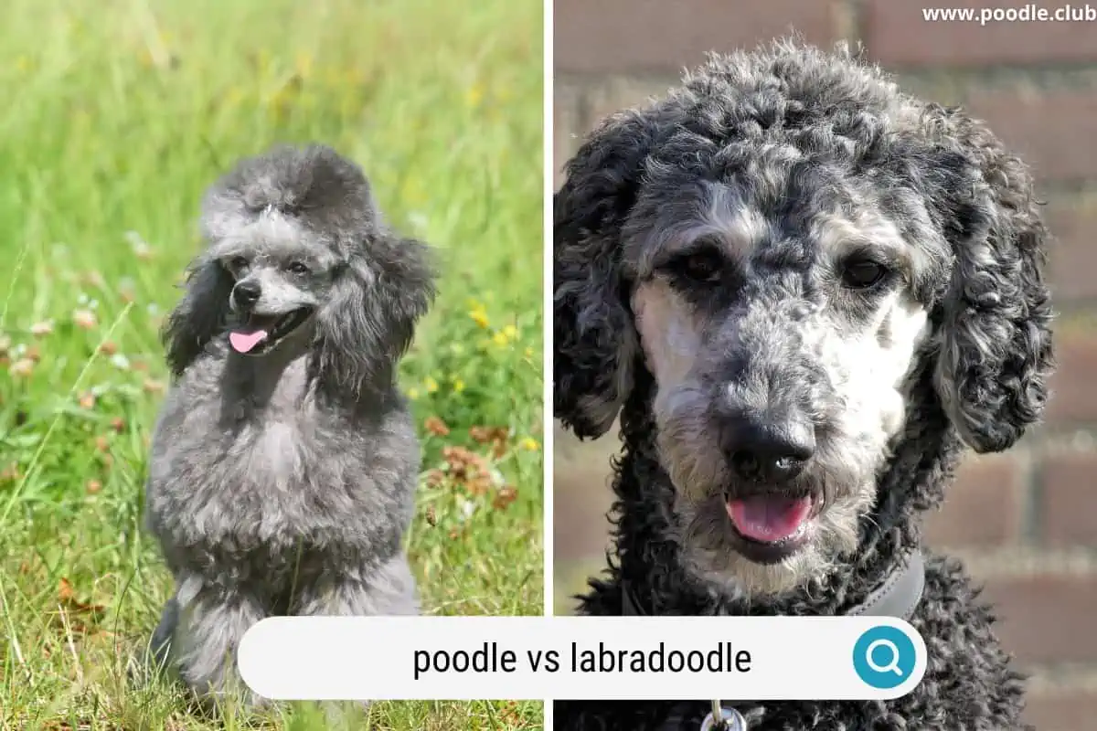 a gray poodle and a merle labradoodle