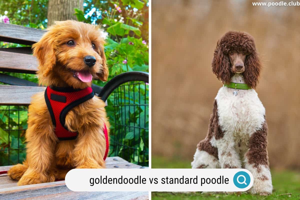 two highly groomed dogs one poodle standard and one goldendoodle