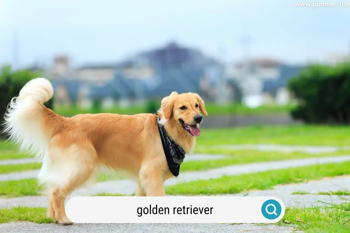 a very happy golden retriever dog