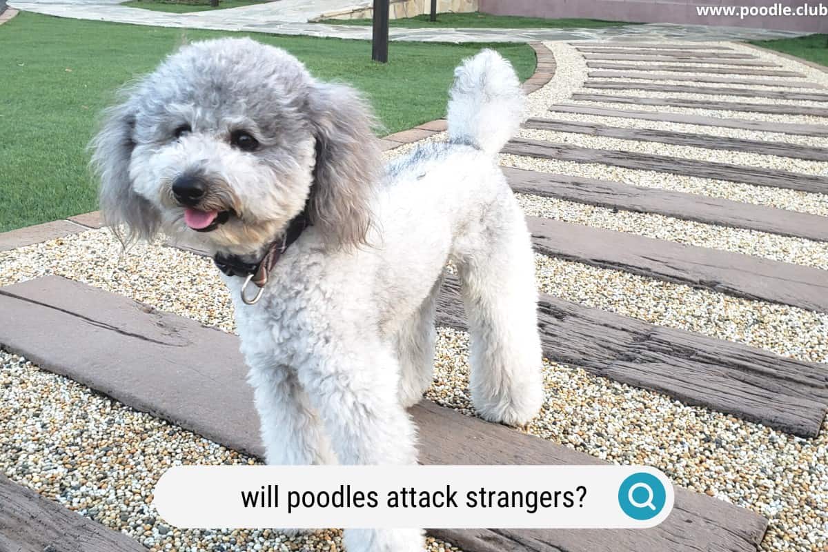 a gray poodle watches for intruders