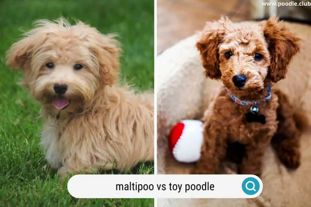 happy puppies maltipoo vs toy poodle