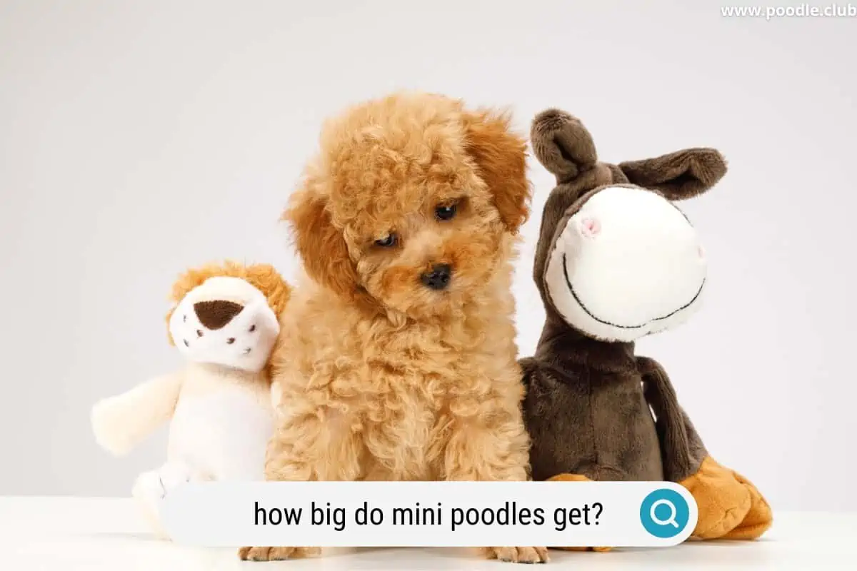 How Big Do Miniature Poodles Get.webp