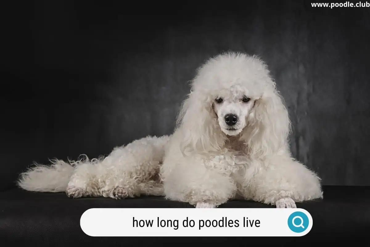 how long do poodles live?