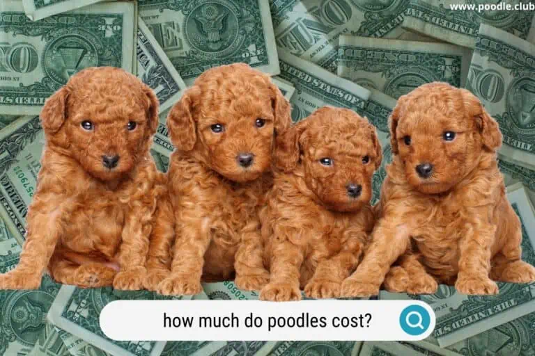 How Much Do Poodles Cost? (2023 Update)