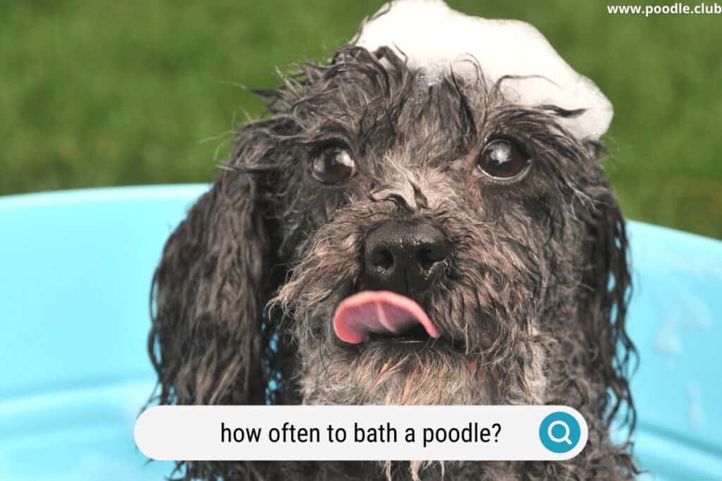 how often to bathe a poodle