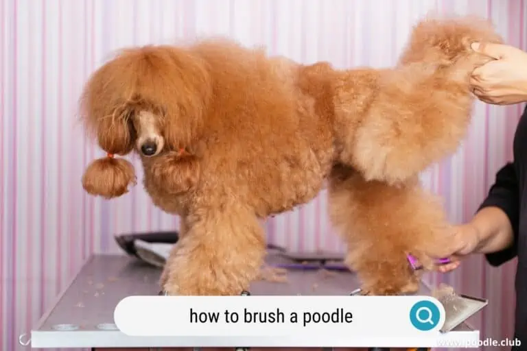 How to Brush a Poodle? [Properly]