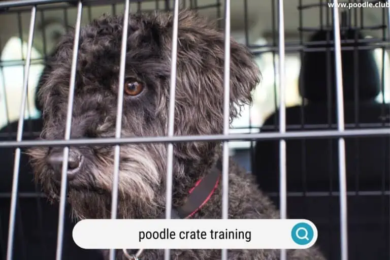 How to Crate Train a Poodle Puppy (steps)