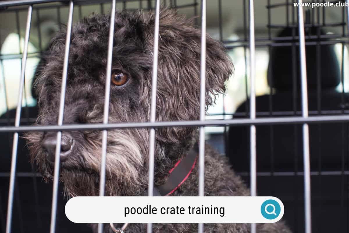 how to crate train a poodle puppy